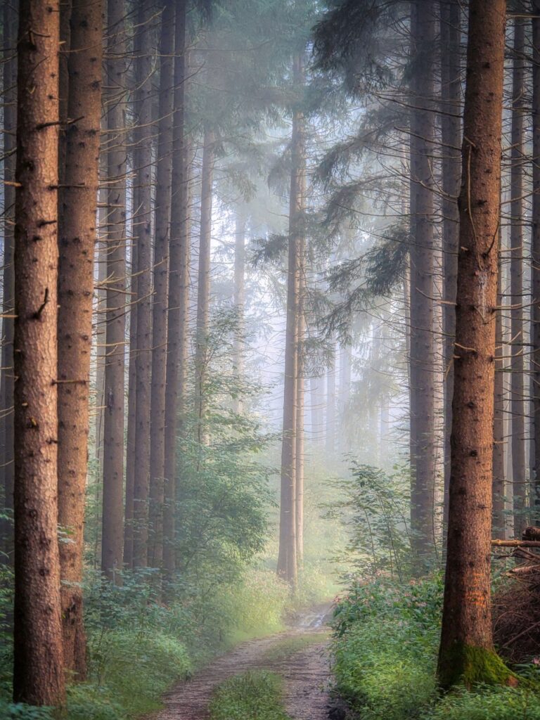 forest, path, fog-6656672.jpg